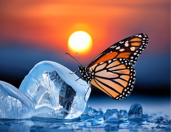 butterfly effect2
